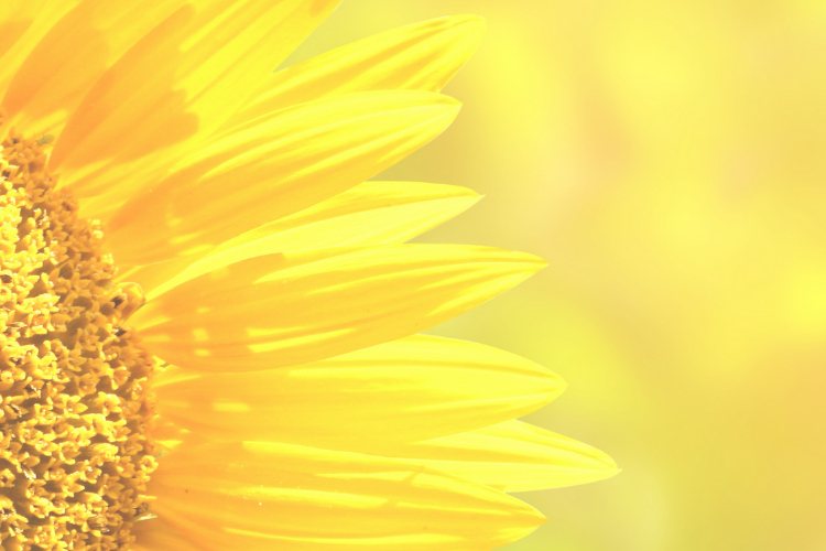 Close up of yellow sunflower