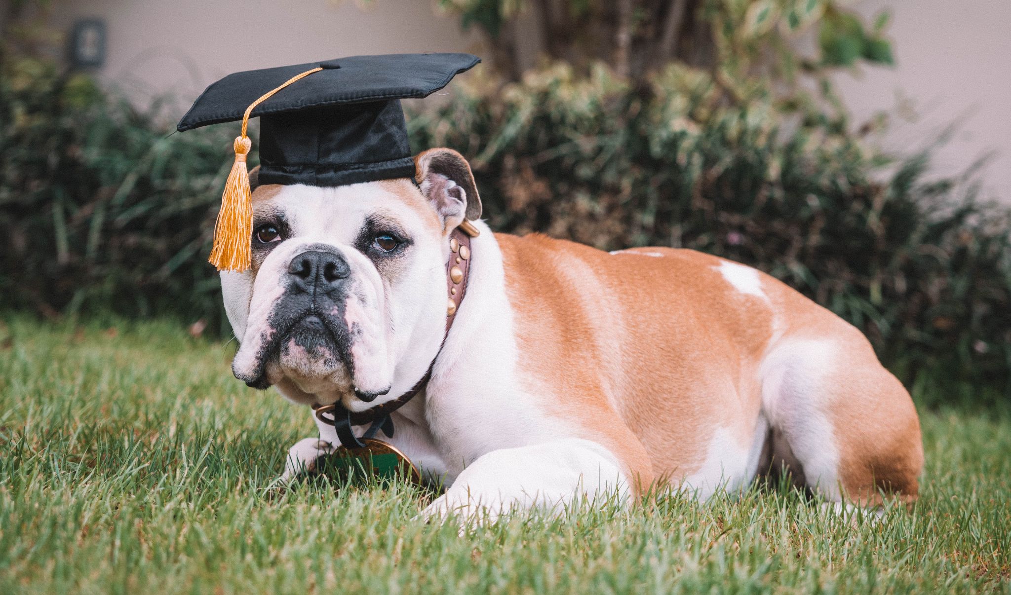 Victor E. Bulldog IV wearing a graduation cap