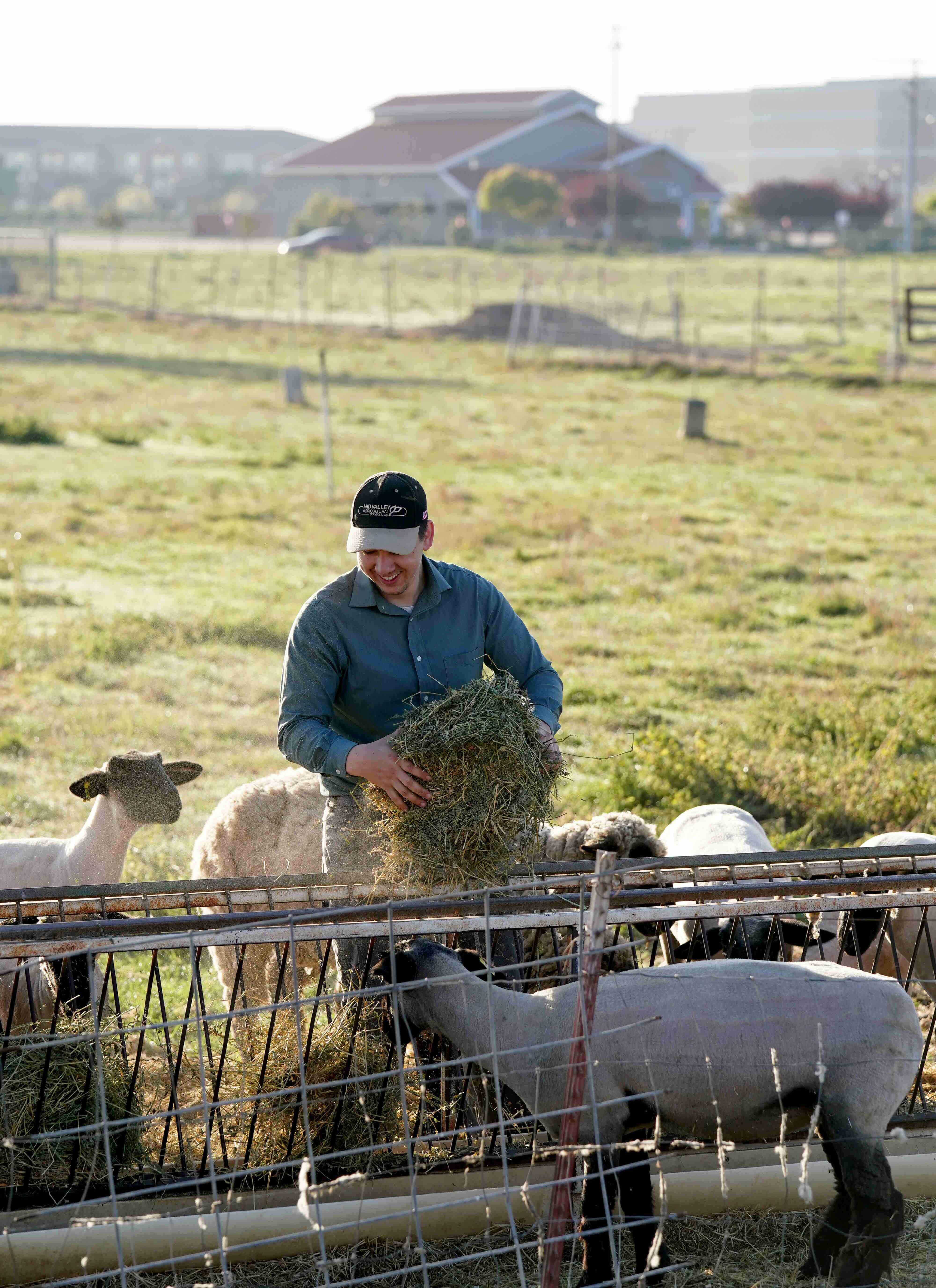 Student tending to sheep farm
