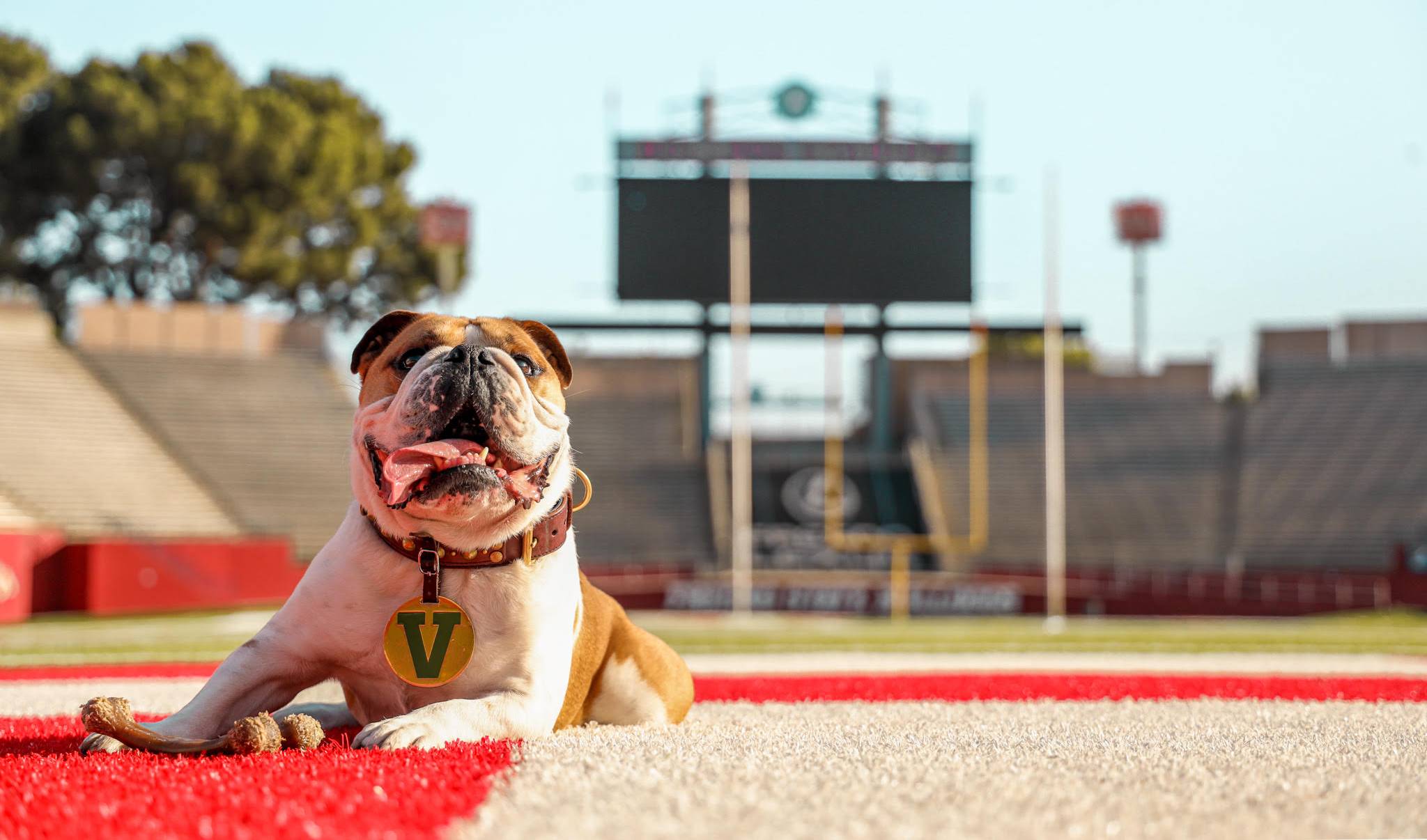 Victor E. Bulldog III laying on Fresno State football field