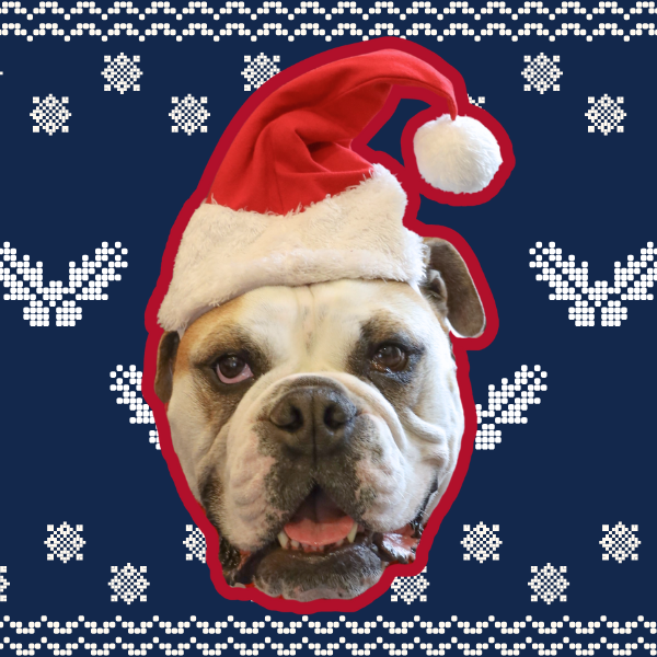 VEB as santa paws