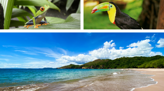 A photo collage features a frog and toucan overlooking one of Costa Rica's coastlines. 