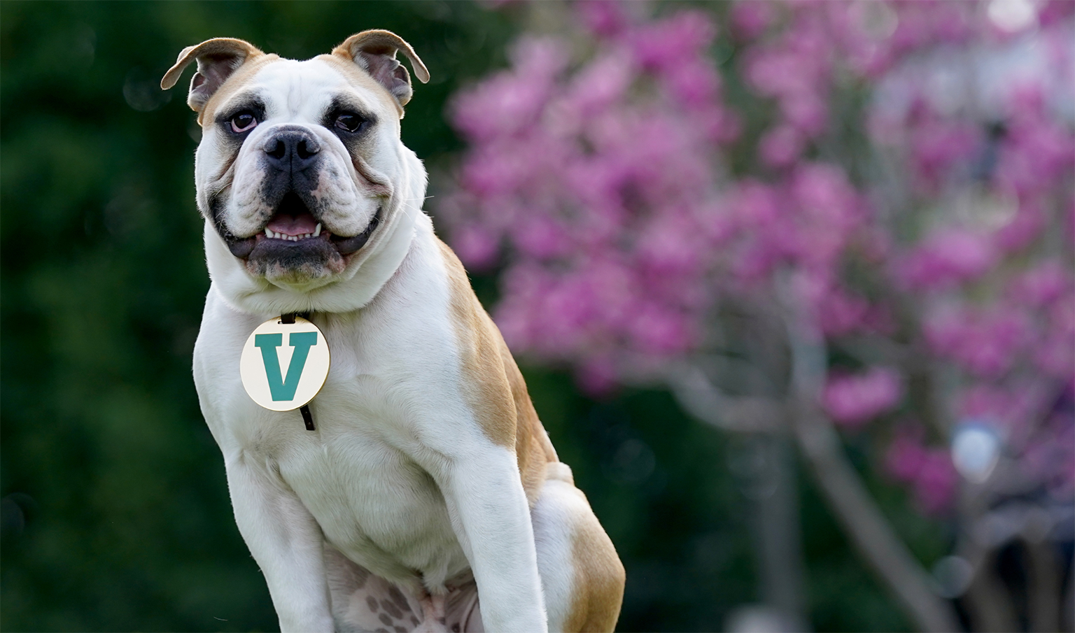 Victor E. Bulldog IV in garden with pink flowers